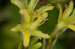 Southern bush honeysuckle